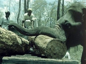 An elephant logger in "Matri Bhumi."